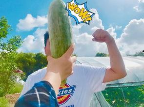 吃瓜最近网红是谁啊视频,揭秘近期吃瓜界新晋热门人物 第3张 吃瓜最近网红是谁啊视频,揭秘近期吃瓜界新晋热门人物 第3张