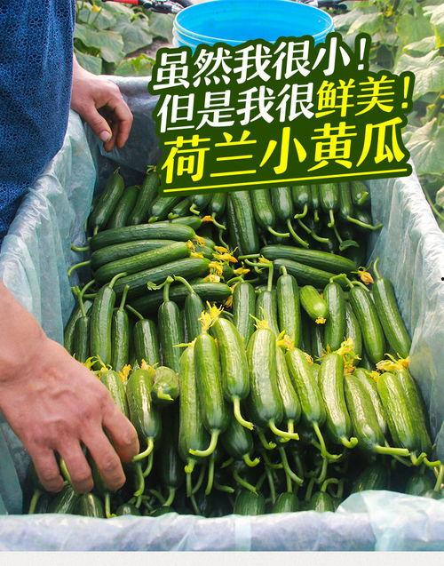 小绿吃瓜视频,揭秘娱乐圈幕后故事