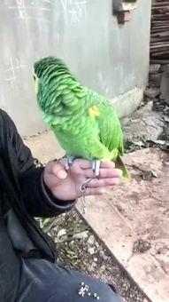 鹦鹉可以吃皮瓜吗视频,揭秘皮瓜是否适合它们食用