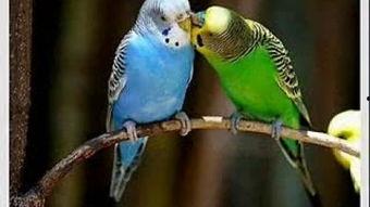 鹦鹉可以吃皮瓜吗视频,揭秘皮瓜是否适合它们食用  第3张