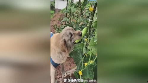 吃瓜吃的小狗视频动画,小狗动画视频趣味横生