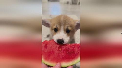 吃瓜吃的小狗视频动画,小狗动画视频趣味横生 第2张 吃瓜吃的小狗视频动画,小狗动画视频趣味横生 第2张