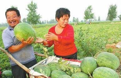 定远县吃瓜视频,揭秘当地特色美食文化  第3张