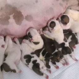 牛可以吃土瓜吗视频播放,探索牛儿的新美食之旅  第2张