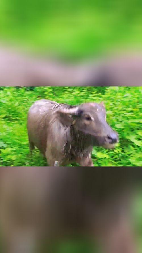 牛可以吃土瓜吗视频播放,探索牛儿的新美食之旅  第3张