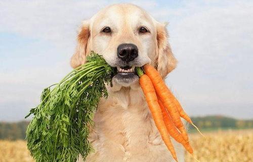 狗子爬树吃瓜视频播放,萌态十足引网友热议  第3张