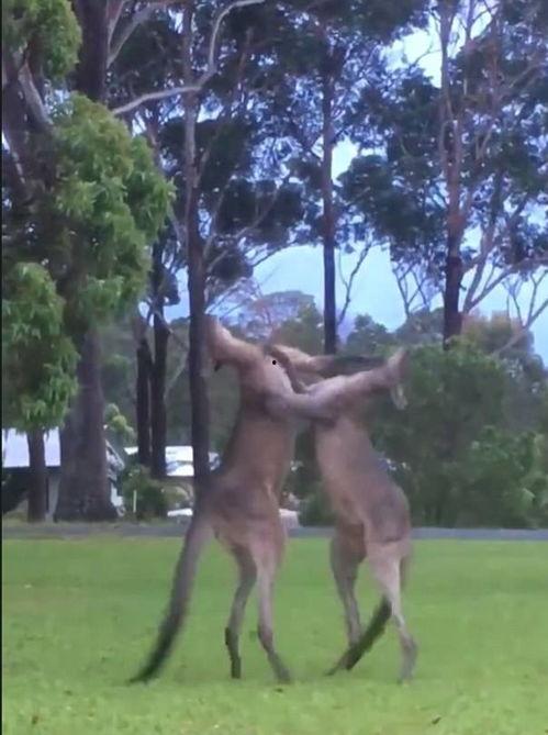 袋鼠打架吃瓜视频,吃瓜群众围观奇观