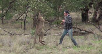 袋鼠打架吃瓜视频,吃瓜群众围观奇观  第2张