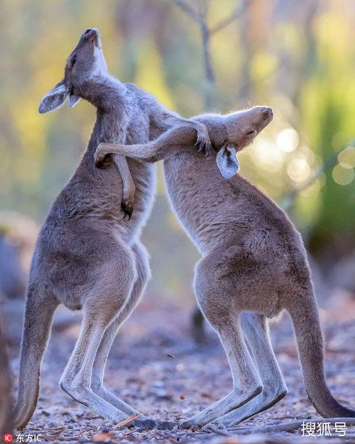 袋鼠打架吃瓜视频,吃瓜群众围观奇观  第3张