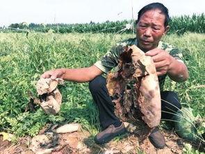 盐山吃瓜事件真相视频,真相视频曝光背后的惊人内幕 第3张 盐山吃瓜事件真相视频,真相视频曝光背后的惊人内幕 第3张