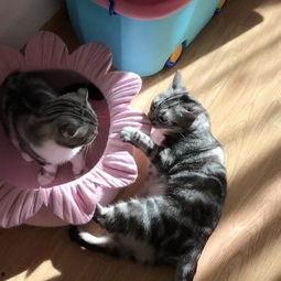 吃瓜的猫视频在线观看免费,带你领略趣味瞬间