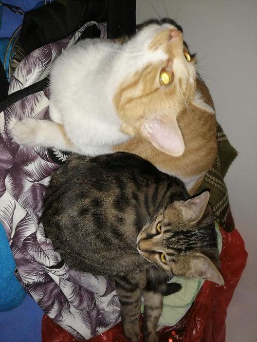 吃瓜的猫视频在线观看免费,带你领略趣味瞬间  第2张