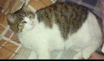 吃瓜的猫视频在线观看免费,带你领略趣味瞬间  第3张