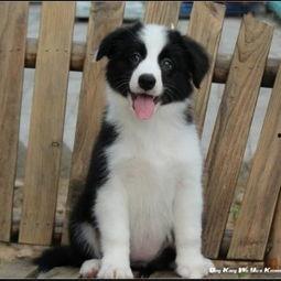 边牧可以吃白蜜瓜吗视频,揭秘白蜜瓜的适宜性  第2张