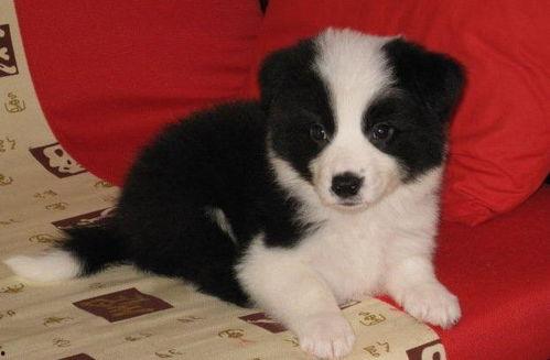 边牧可以吃白蜜瓜吗视频,揭秘白蜜瓜的适宜性  第3张