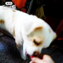 佛手瓜能不能给狗吃呢视频,狗狗的健康美食还是禁忌食材？