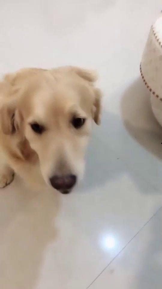 佛手瓜能不能给狗吃呢视频,狗狗的健康美食还是禁忌食材？  第3张