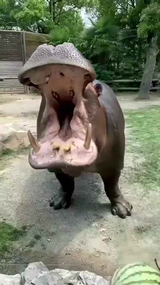 河马吃大王瓜视频大全下载,大王瓜视频大全下载盛宴  第2张