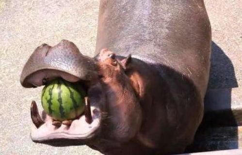 河马吃大王瓜视频大全下载,大王瓜视频大全下载盛宴  第3张
