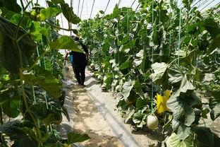 亭子吃瓜视频,揭秘网络热梗背后的趣味与思考