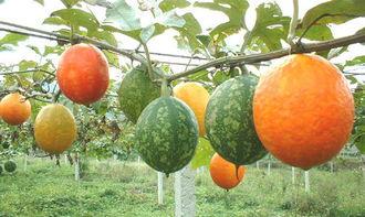 吃吊瓜搞笑视频大全下载,让你笑到肚子疼  第2张