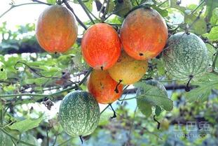 吃吊瓜搞笑视频大全下载,让你笑到肚子疼  第3张