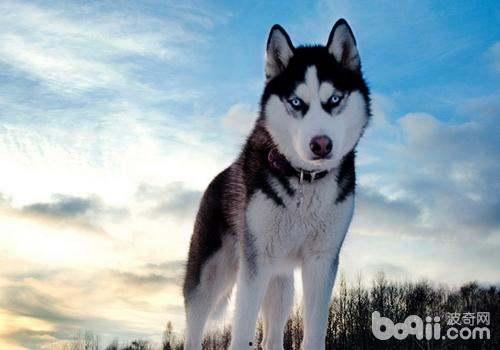 哈士奇吃生瓜好吗视频播放,健康还是危险？视频揭秘  第2张