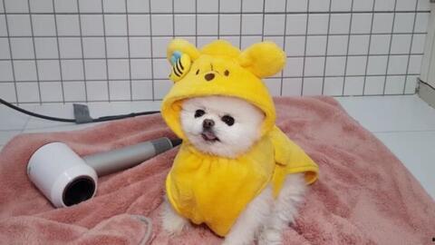 哈士奇吃生瓜好吗视频播放,健康还是危险？视频揭秘  第3张