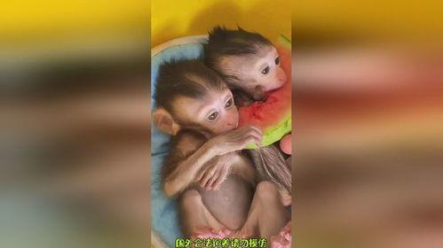 小奇吃瓜视频,揭秘娱乐圈幕后故事  第2张