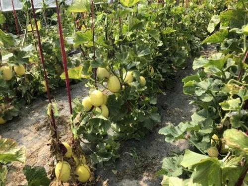 安徽界首吃瓜视频 第2张 安徽界首吃瓜视频 第2张