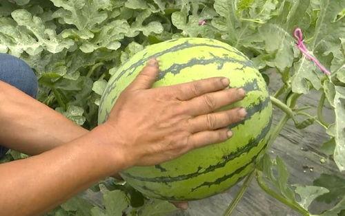 大吴江吃瓜视频,揭秘幕后真相，带你领略网络热点背后的故事