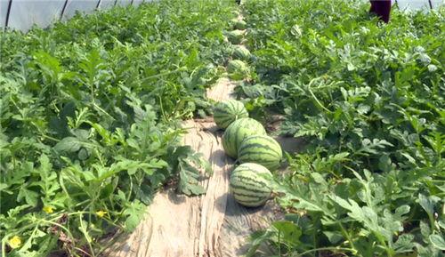 忻州最新吃瓜事件视频 第2张 忻州最新吃瓜事件视频 第2张