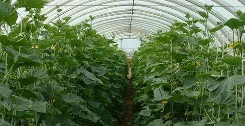 大棚吃瓜视频素材高清版,高清揭秘瓜果生长的秘密  第2张