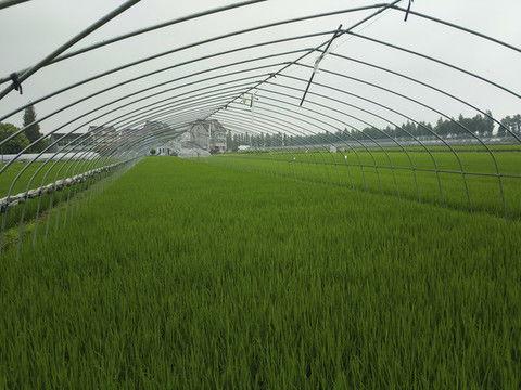 大棚吃瓜视频素材高清版,高清揭秘瓜果生长的秘密  第3张