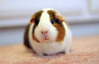 荷兰猪吃哈密瓜视频大全,趣味视频大盘点