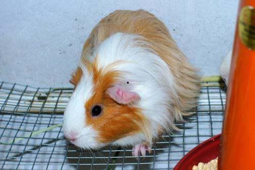 荷兰猪吃哈密瓜视频大全,趣味视频大盘点  第2张