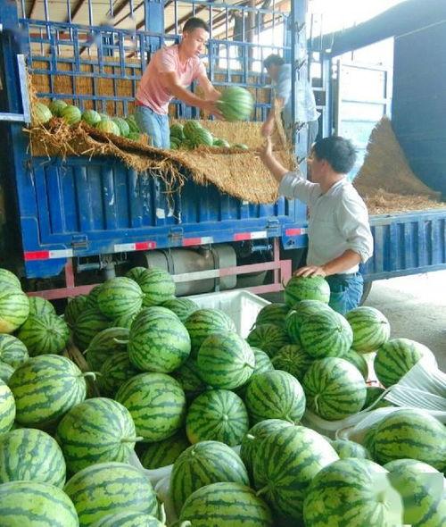 物美吃瓜视频,揭秘娱乐圈幕后故事 第3张 物美吃瓜视频,揭秘娱乐圈幕后故事 第3张