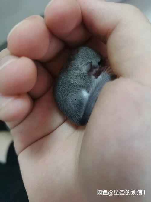 睡鼠可以吃蜜瓜吗视频,探索睡鼠的饮食习惯