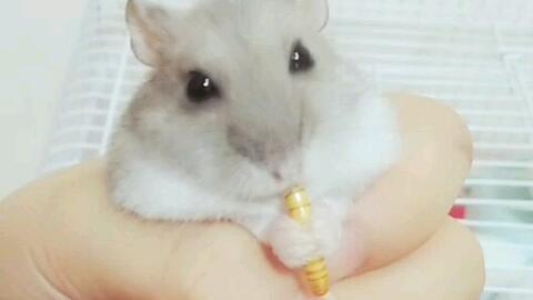 睡鼠可以吃蜜瓜吗视频,探索睡鼠的饮食习惯 第3张 睡鼠可以吃蜜瓜吗视频,探索睡鼠的饮食习惯 第3张