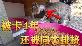 和平吃瓜视频,轻松解读热门事件背后的真相  第2张