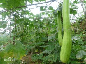 砍瓜怎么烙着吃呢视频讲解,砍瓜烙制美味秘诀