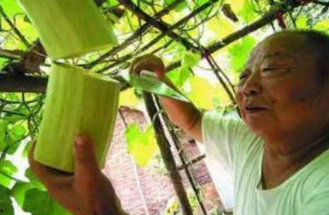 砍瓜怎么烙着吃呢视频讲解,砍瓜烙制美味秘诀  第2张