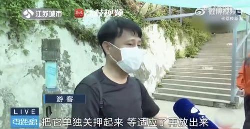 网红皮卡邱吃瓜视频,揭秘网红圈幕后故事
