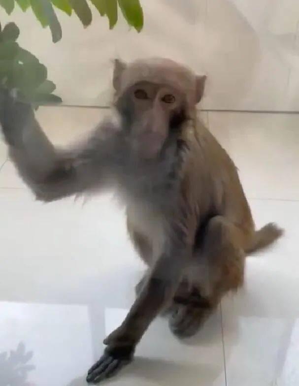 一只猴子吃瓜视频,猴子吃瓜视频萌态十足