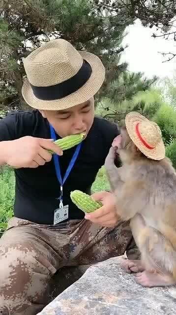 一只猴子吃瓜视频,猴子吃瓜视频萌态十足 第3张 一只猴子吃瓜视频,猴子吃瓜视频萌态十足 第3张