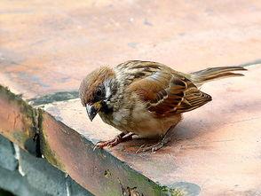 麻雀吃瓜打架的视频,一场欢乐的“打架”大戏 第2张 麻雀吃瓜打架的视频,一场欢乐的“打架”大戏 第2张