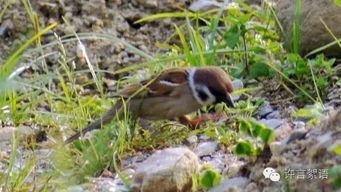 麻雀吃瓜打架的视频,一场欢乐的“打架”大戏 第3张 麻雀吃瓜打架的视频,一场欢乐的“打架”大戏 第3张