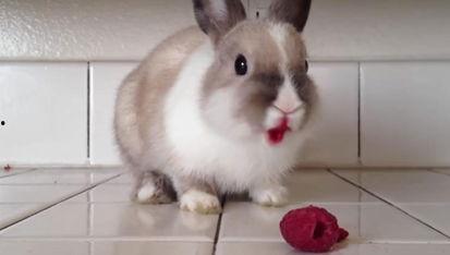奇葩兔子吃瓜视频  第2张