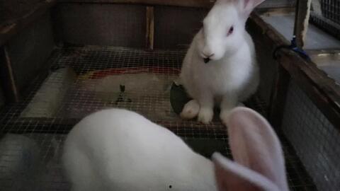 奇葩兔子吃瓜视频  第3张