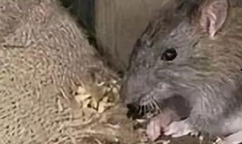 女友吃瓜吃出老鼠视频,老鼠横行瓜田 第2张 女友吃瓜吃出老鼠视频,老鼠横行瓜田 第2张